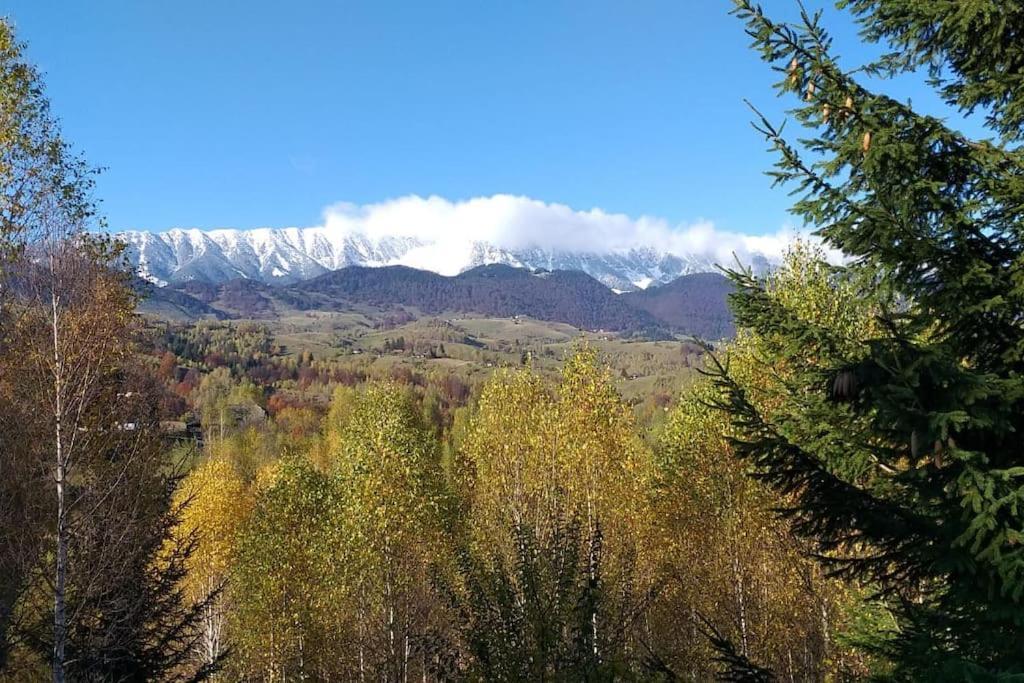 Vila Serar Moieciu de Jos Esterno foto